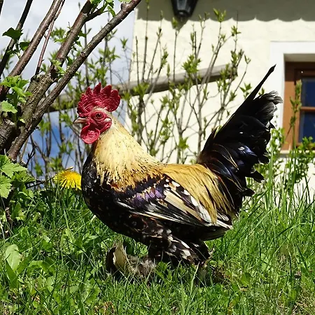 Bio- Erlebnis-bauernhof-thonnerhof *